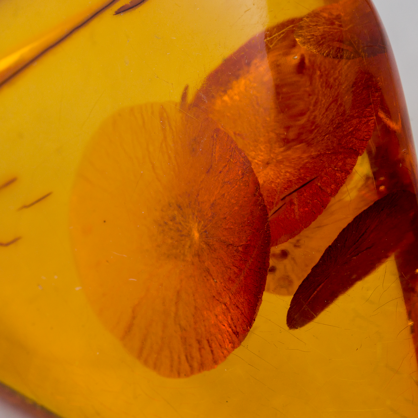 Anhänger Bernstein 11,88 g 5,6 cm4